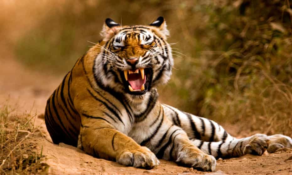Facts About Tigers