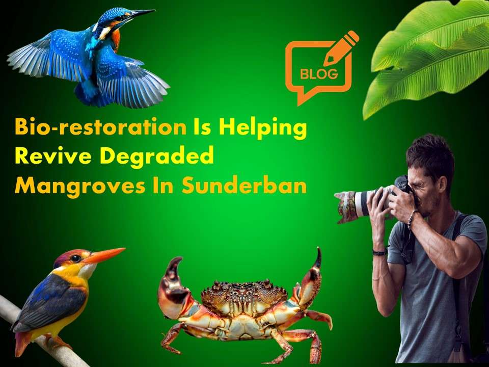 Bio-restoration Is Helping Revive Degraded Mangroves In Sunderban