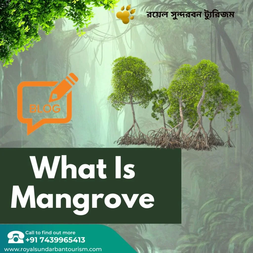 What Is Mangrove