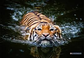 Weekend In Sundarban