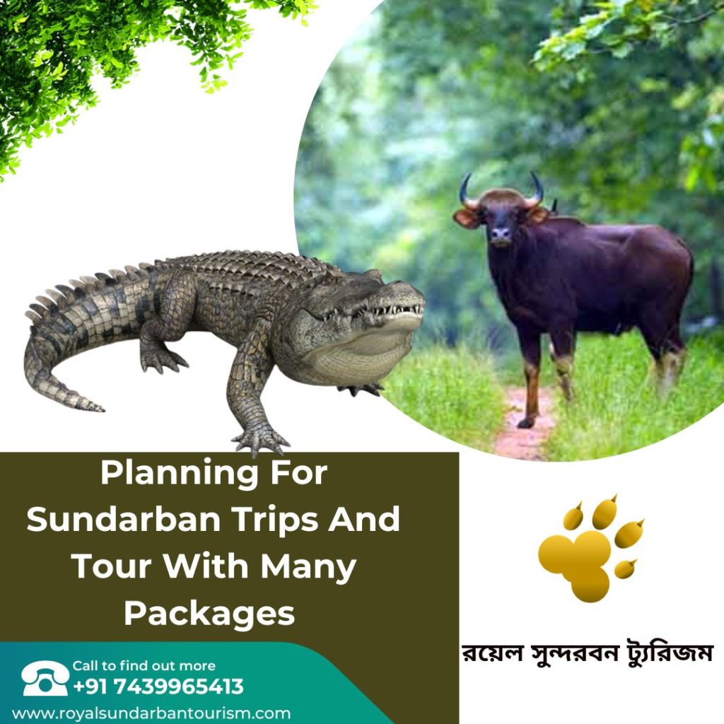 Planning For Sundarban Trips And Tour With Many Packages