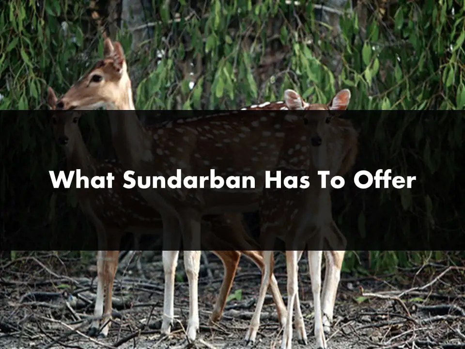 What Sundarban Has To Offer