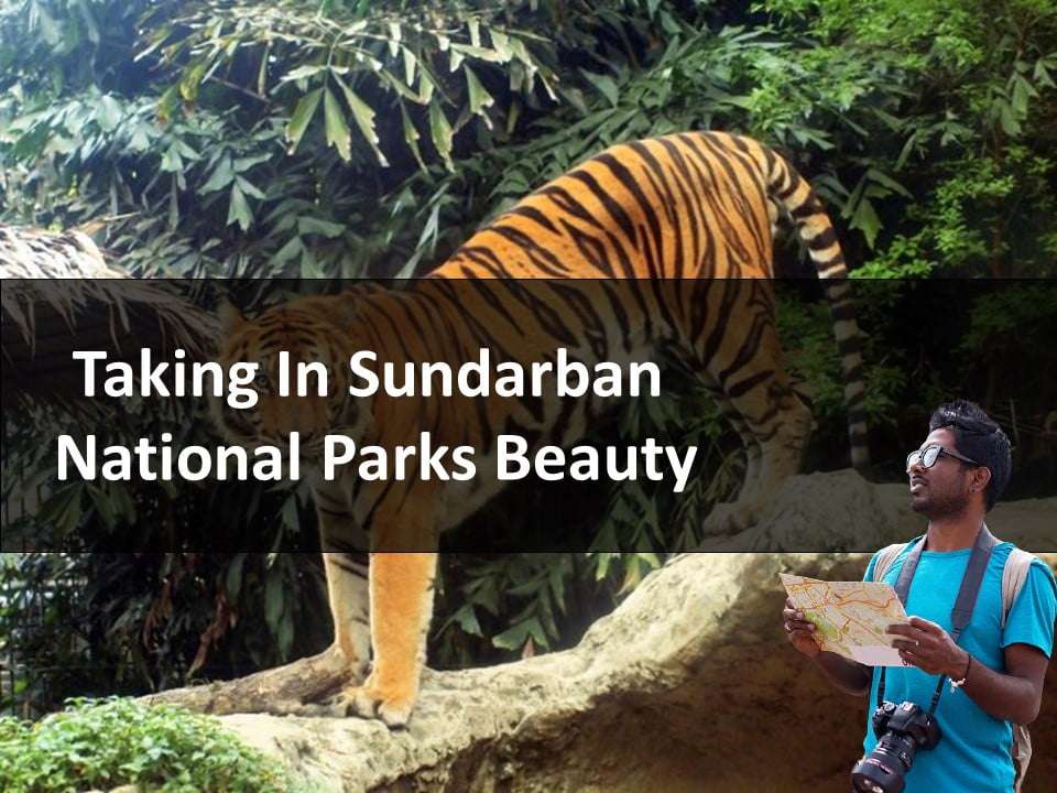 Taking In Sundarban National Parks Beauty
