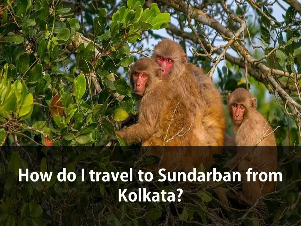 How do I travel to Sundarban from Kolkata