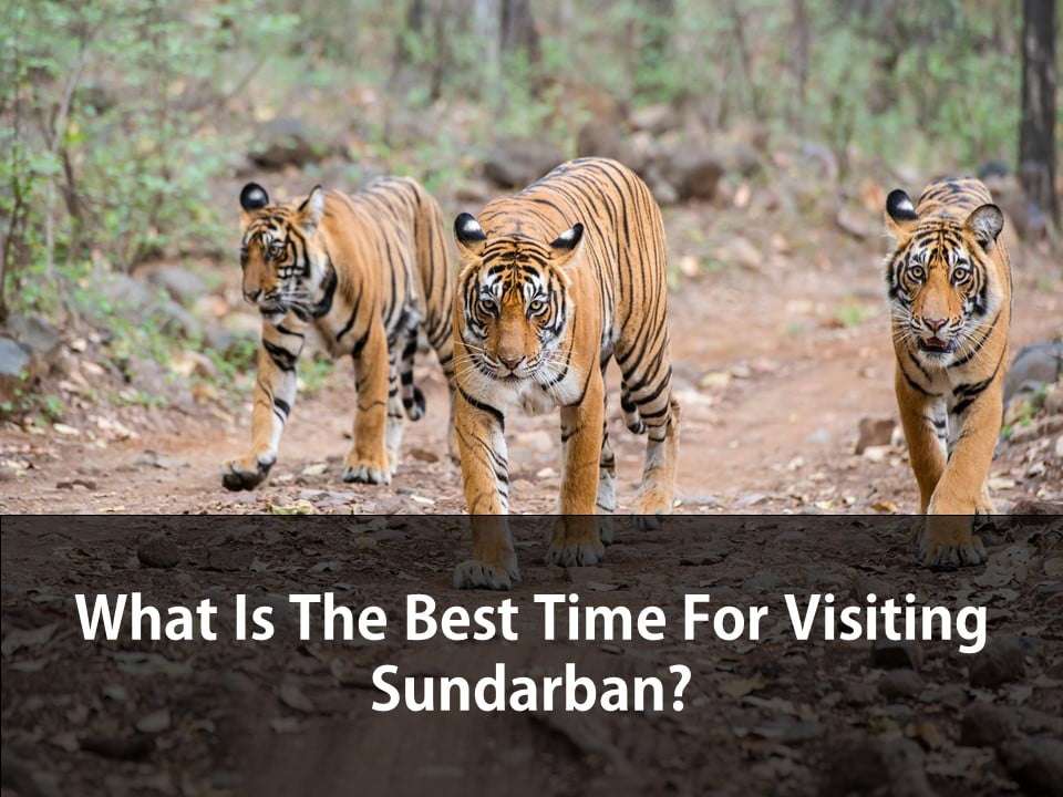 What is the best time for visiting Sundarban?