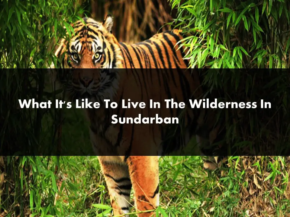 Wilderness In Sundarban