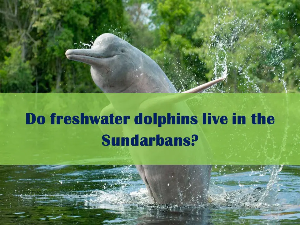 dolphins live in the Sundarbans