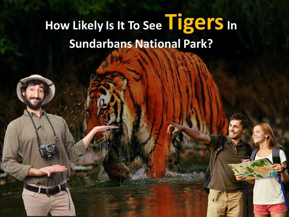 Tigers In Sundarbans National Park