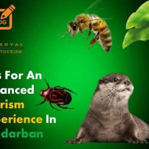 3 days 2 night Sundarban Tour