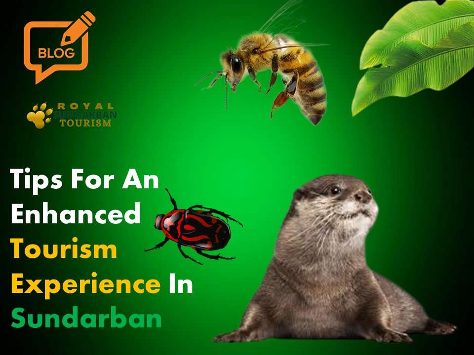 Tourism Experience In Sundarban