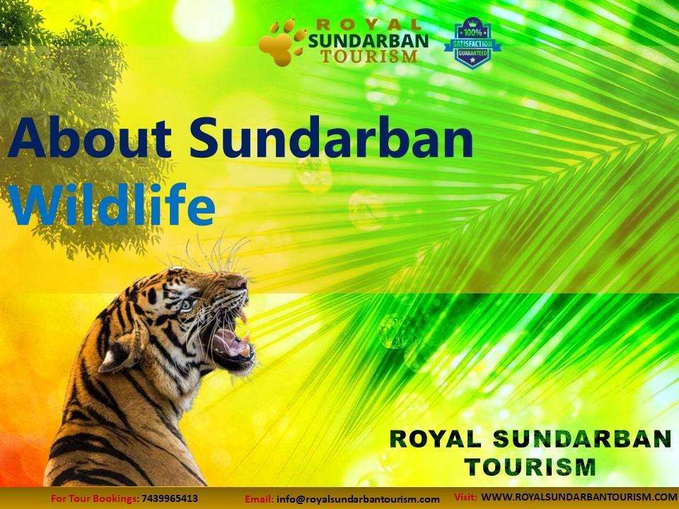 About Sundarban Wildlife