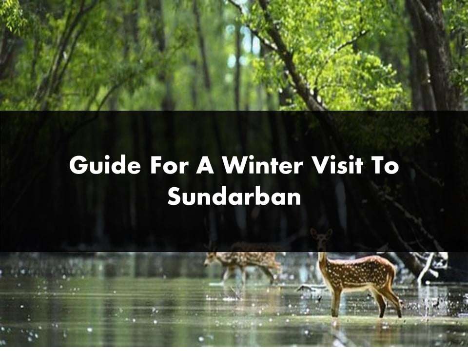 Guide For A Winter Visit To Sundarban