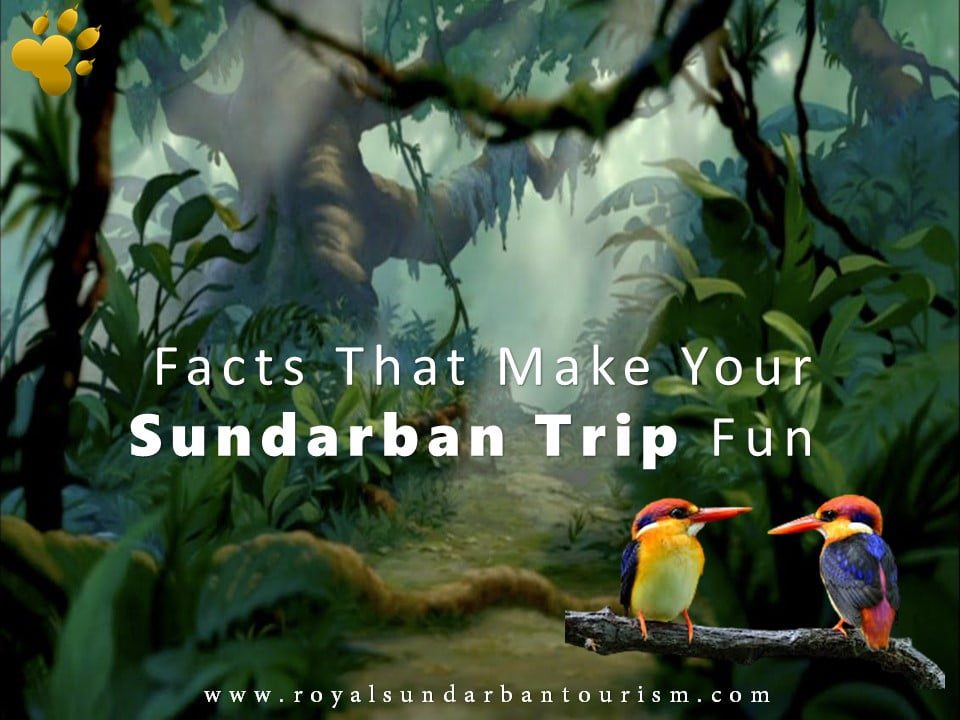 Sundarban Trip