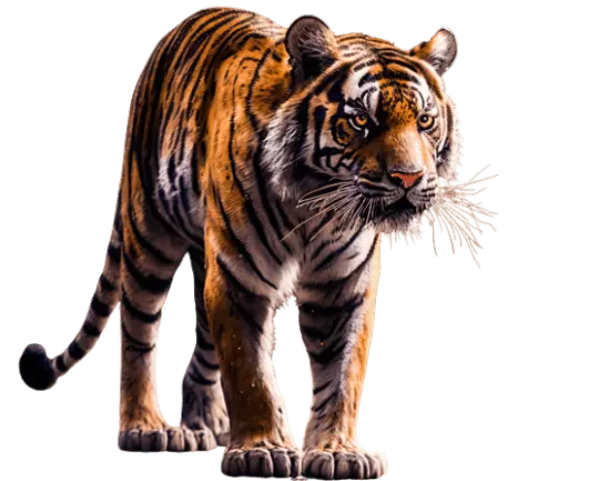 royal sundarban tiger