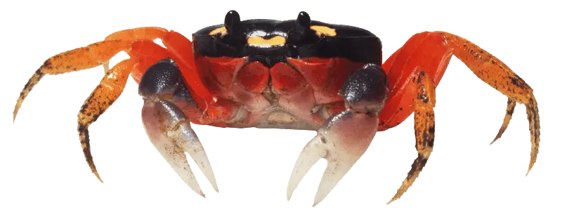 Sundarban Crab