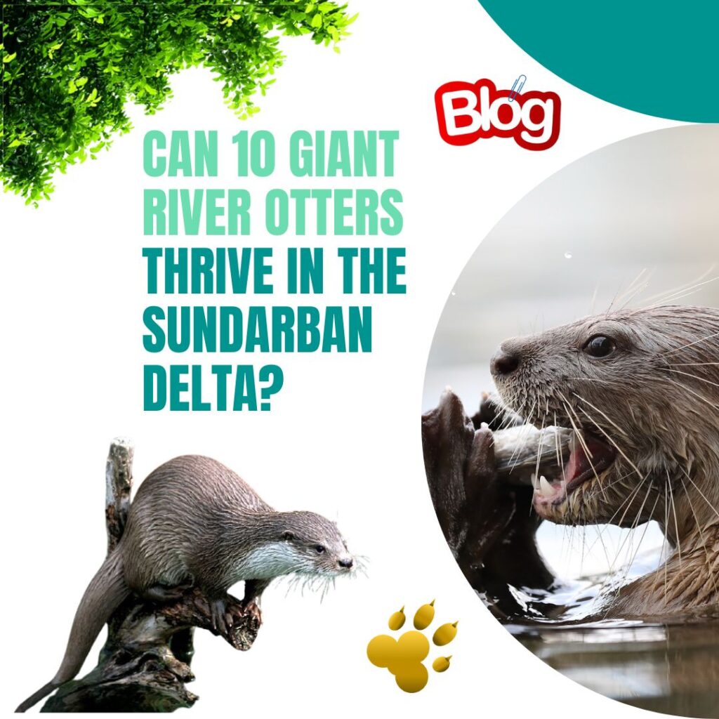 Can 10 Giant River Otters Thrive in the Sundarban Delta