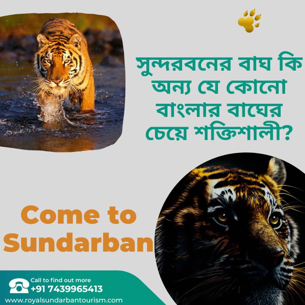 Unraveling the Mystique Are the Tigers of Sundarbans Stronger Than Any Other Bengal Tigers