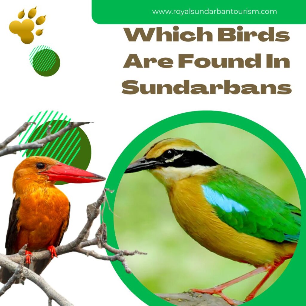 Which birds are found in Sundarbans