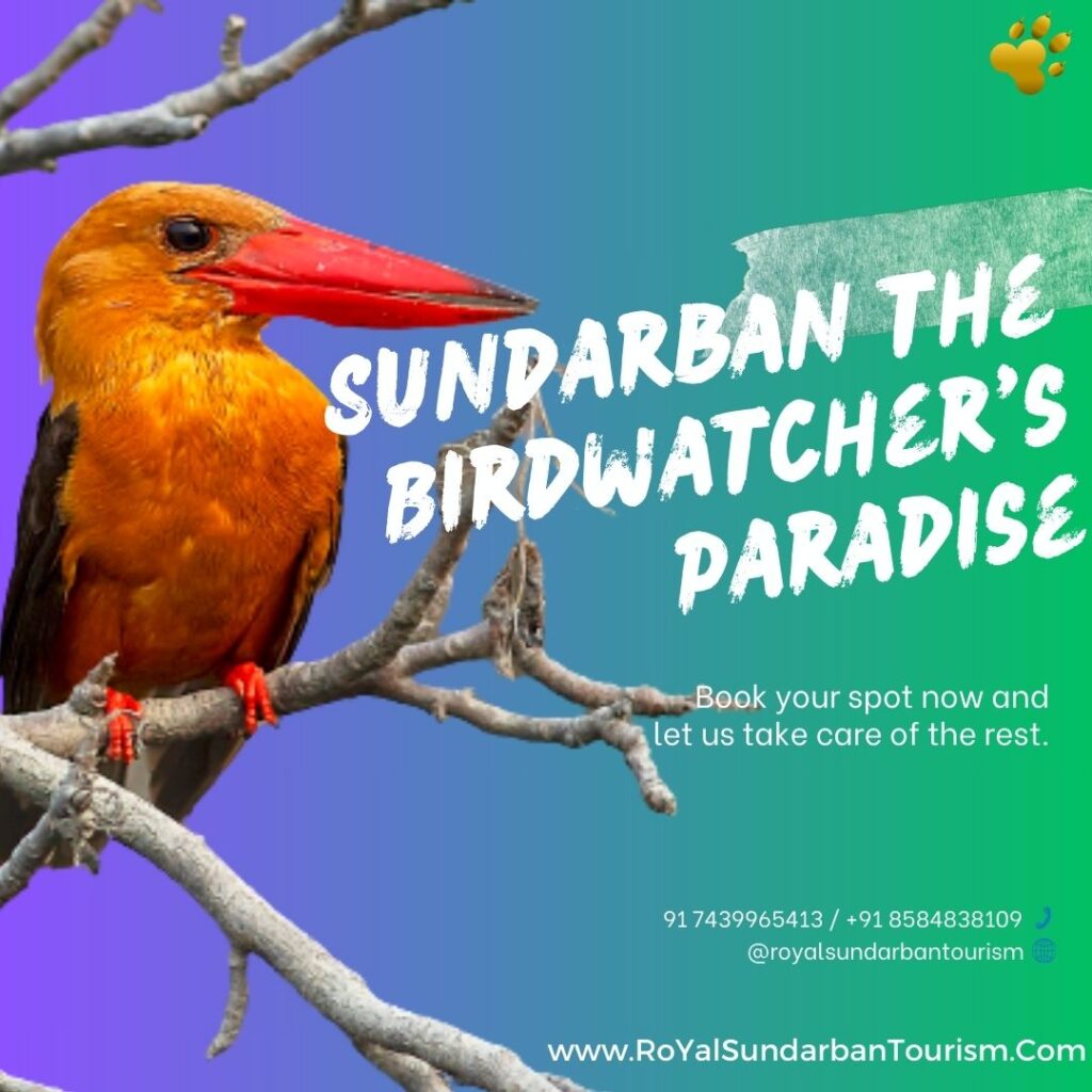 Sundarban the Birdwatcher's Paradise