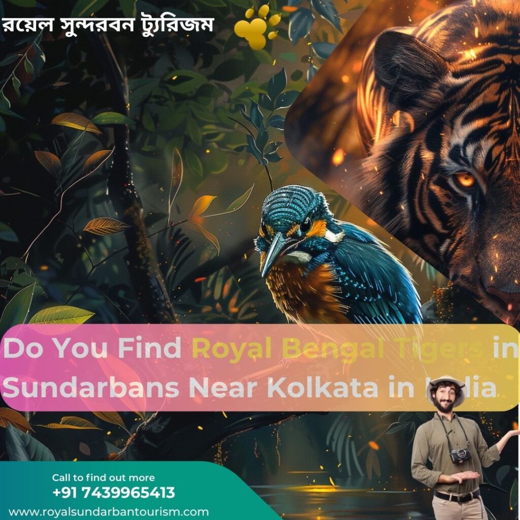 Do You Find Royal Bengal Tigers in Sundarbans Near Kolkata in India