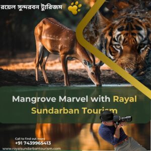 Sundarbans tour options