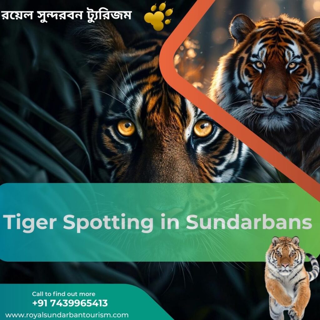 Tiger Spotting in Sundarbans