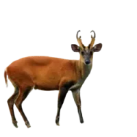 Sundarban Deer
